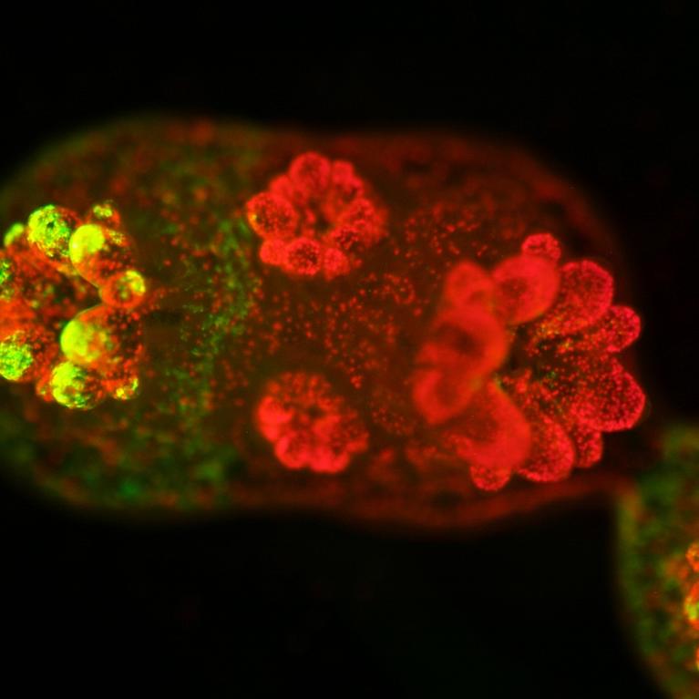 Sea anemones form a symbiotic relationship with algae